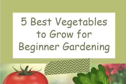 5 Best Vegetables to Grow for Beginner Gardening