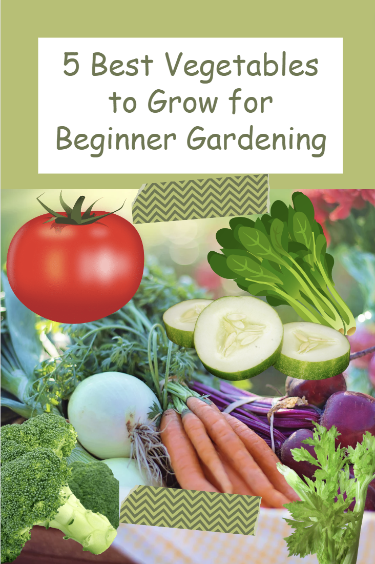 5 Best Vegetables to Grow for Beginner Gardening